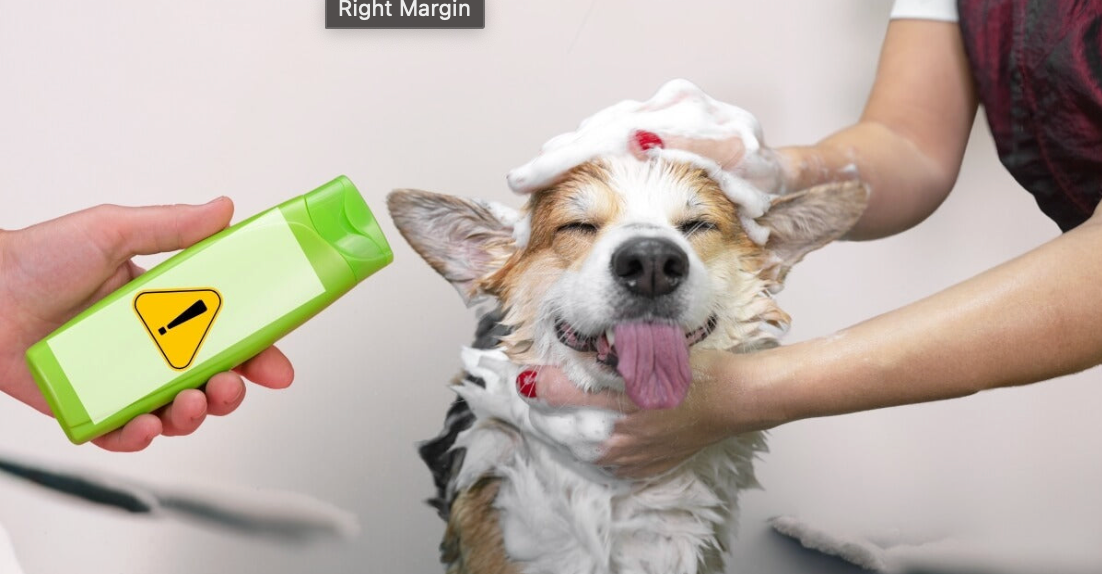 How to Start a Successful Private Label Pet Grooming Product Line