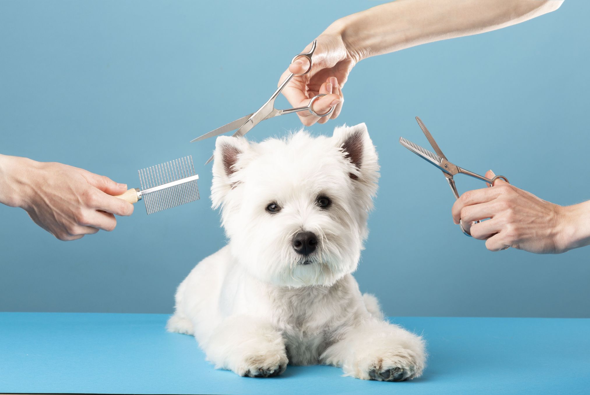 Why Private Label Pet Care Products Are Booming