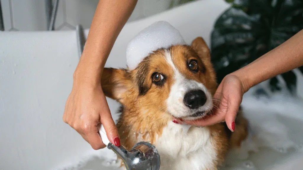 Why Private Label Pet Care Products Are Booming in 2026